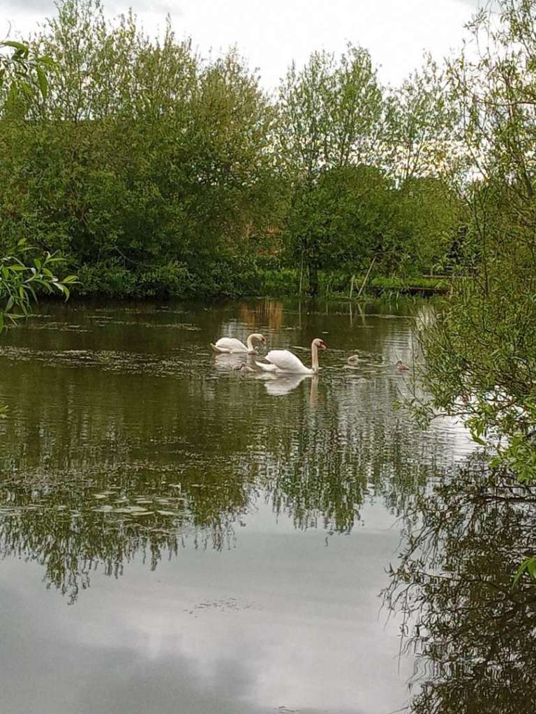 a pair of swans floating on the pond at Monkwood surrounded by trees